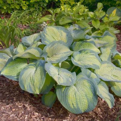 Hosta 'Margie's Angel'